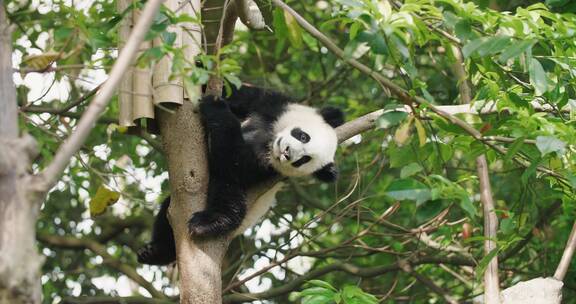 树上玩耍的可爱大熊猫幼崽