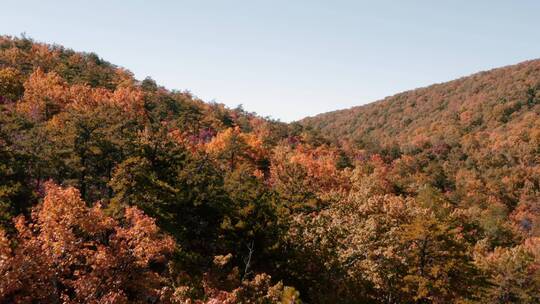 航拍秋天的森林景观