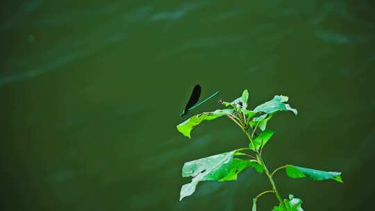 小河流水/岸边有植物和蜻蜓