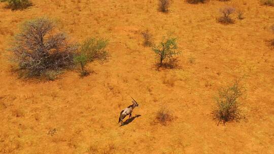 大羚羊在非洲平原上行走