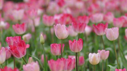 南宁青秀山上的郁金香花盛开特写空镜