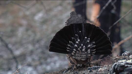 暗松鸡向镜头展示它的背部羽毛视频素材模板下载