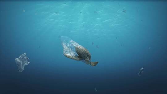 一只死海龟装在漂浮在水中的塑料袋中