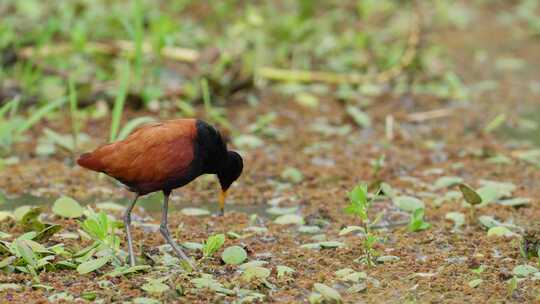 褐色和黑色的羽毛羽状的雅卡那鸟以它又长又瘦的毛站在泥潭里一动不动