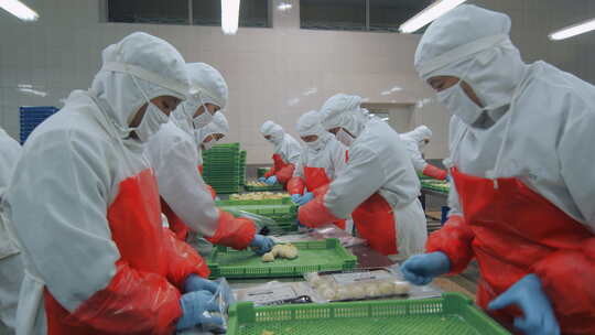 海参加工生产线工人在流水线上处理海鲜制品