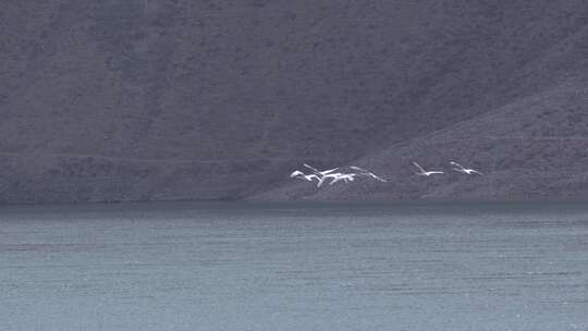 天鹅 天鹅起飞 天鹅降落 野鸭 湿地