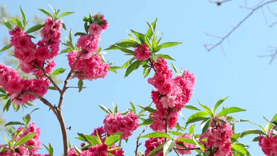 中国北京春天盛开的桃花 高速升格