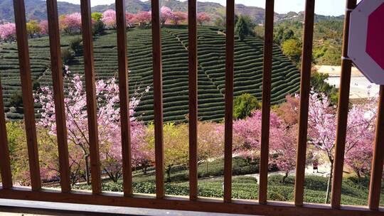 樱花树 茶园樱花美景 浪漫樱花茶园