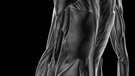 三维人体模型肌肉渲染生物科技展示用
