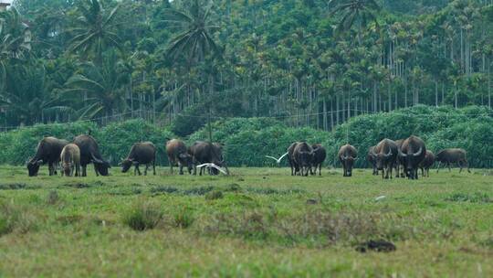 热带湿地牧场牛群