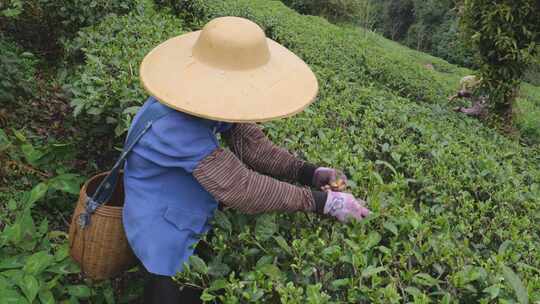 茶园里茶农在采茶叶