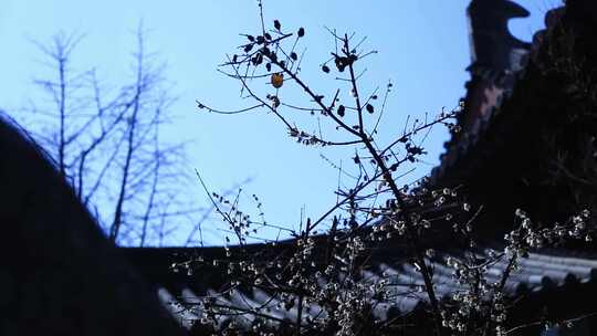 唯美春天立春园林梅花古建筑诗音梅花