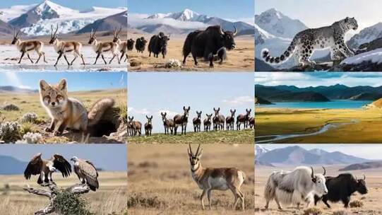 高原高海拔无人区野生动物合集高清在线视频素材下载