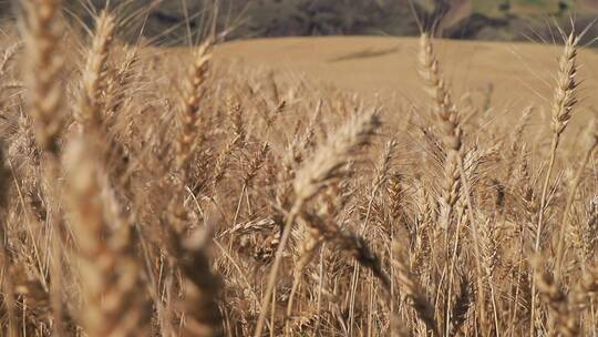 秋天成熟的小麦麦穗特写