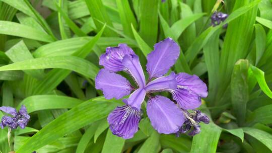 绽放的紫色兰花