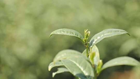 杭州茶园茶树茶叶特写视频素材模板下载