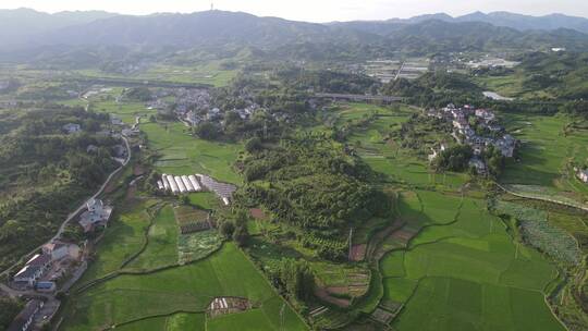 航拍丘陵农业种植水稻绿色农田