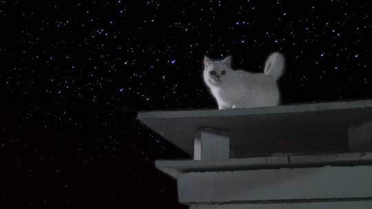 星空屋顶上的猫视频素材模板下载
