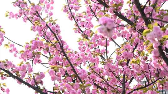 4K樱花花海广告素材