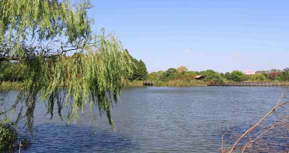 苏州太湖湿地公园美丽湖水绿植生态景观