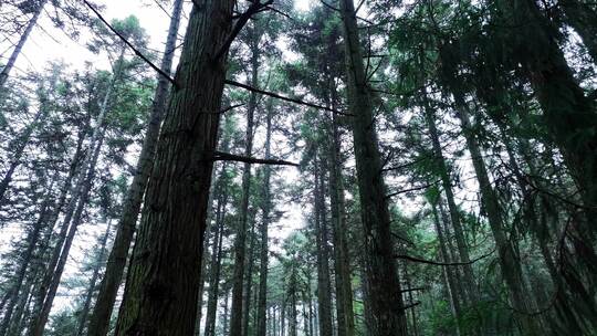森林树木林下穿梭4K原创生态自然环境宣传片