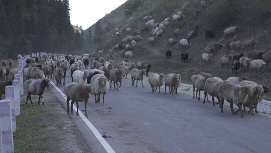 公路上的羊