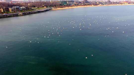 海鸥 海鸟 俯瞰海鸟 海滩海鸥 飞鸟