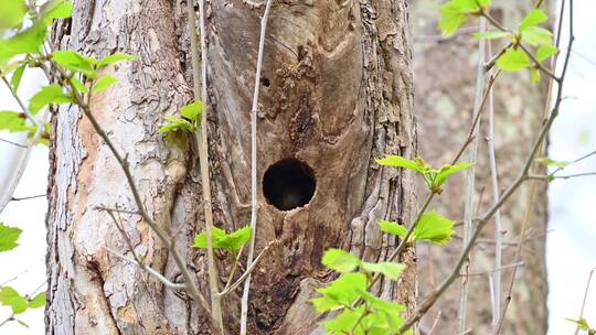 野生松鼠树干树洞觅食玩耍