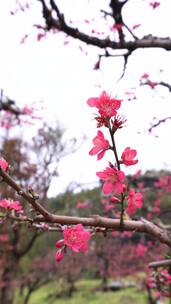 实拍桃花素材