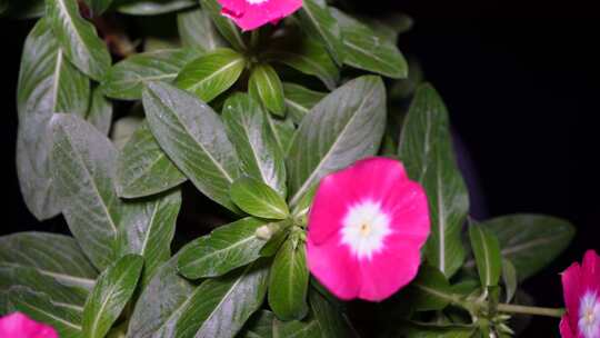 鲜花花朵野花盆栽腊梅刺玫绿植