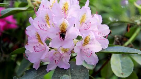 蜜蜂在粉色花朵上吸食花蜜