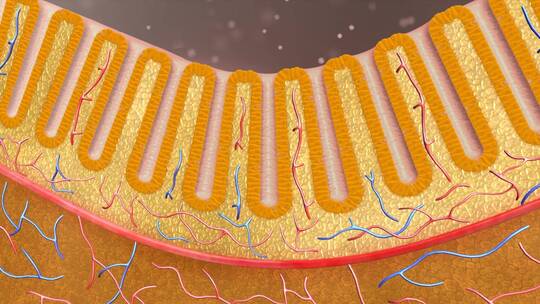 肠胃 肠道黏膜 肠上皮细胞 消化系统视频素材模板下载