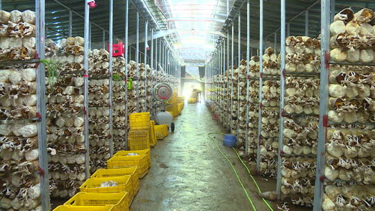 一组袖珍菇生产基地