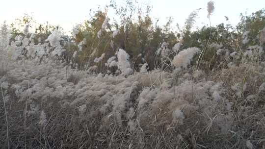 芒草 风吹 野草 植物