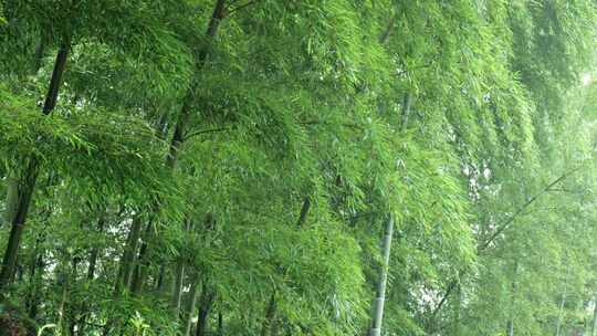 竹林竹叶禅意下雨天唯美空镜