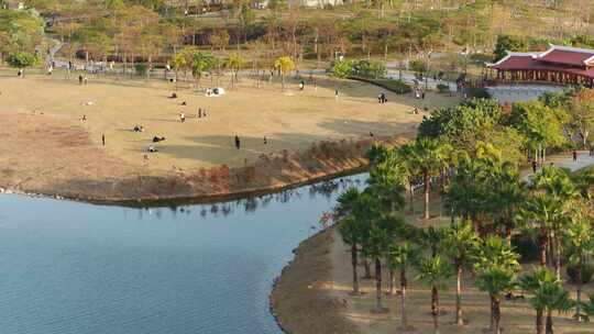 厦门 海沧 马銮湾 湿地公园 落羽杉