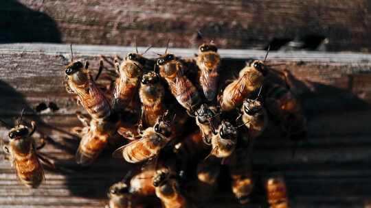 蜂场蜂箱门口的蜜蜂特写