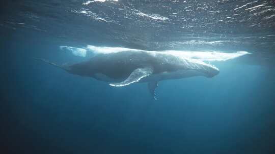 海中座头鲸视频素材模板下载