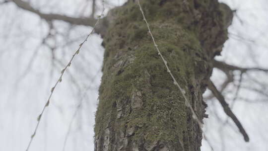 长在树上的苔藓视频素材模板下载