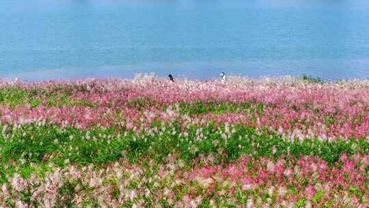 4k长沙湘江江岸芦苇荻花航拍