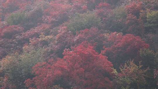 济南红叶谷景区，秋季满山红叶景观