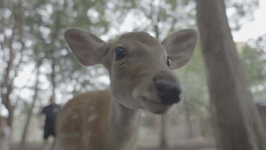 可爱的小鹿与镜头互动