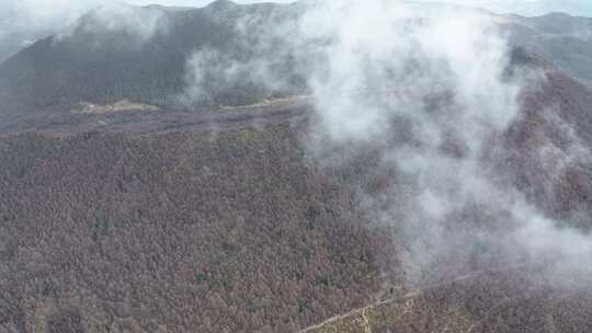 航拍云南香格里拉雪山森林草原 自然风光