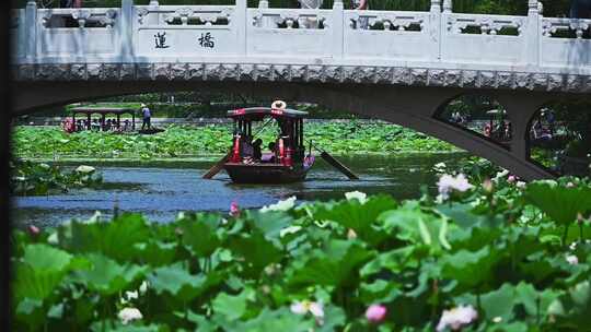 夏季荷塘湖面游船摇橹船赏荷花荷叶