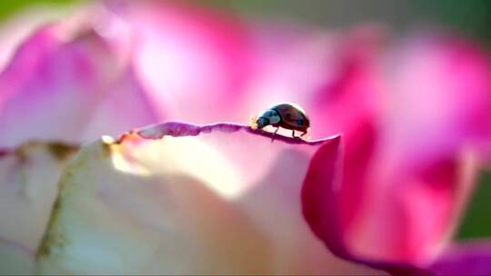 一只瓢虫走在粉色玫瑰花瓣顶端的特写镜头