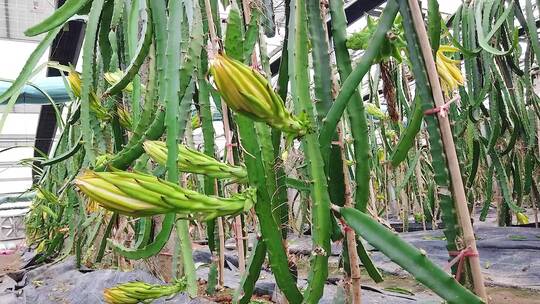 火龙果种植基地