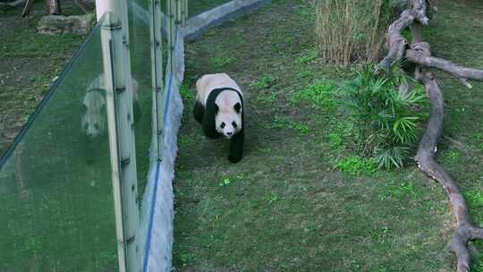 动物园大熊猫行走打滚视频素材模板下载