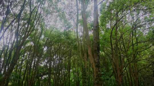 相机4K摄湖北当阳玉泉寺森林藤缠树一隅