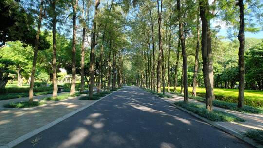 植物园公园树荫林荫大道林间小路观光步道