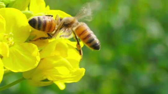 慢镜头拍摄春天油菜花上的蜜蜂采蜜授粉